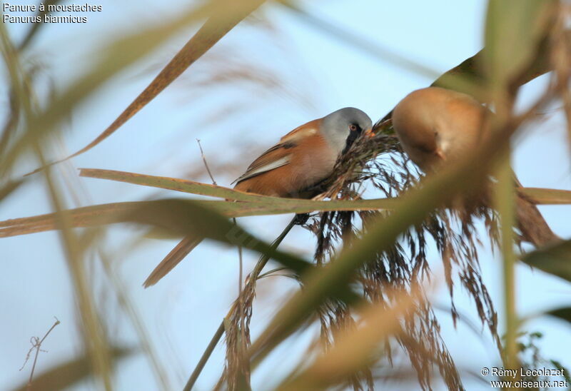 Bearded Reedling adult