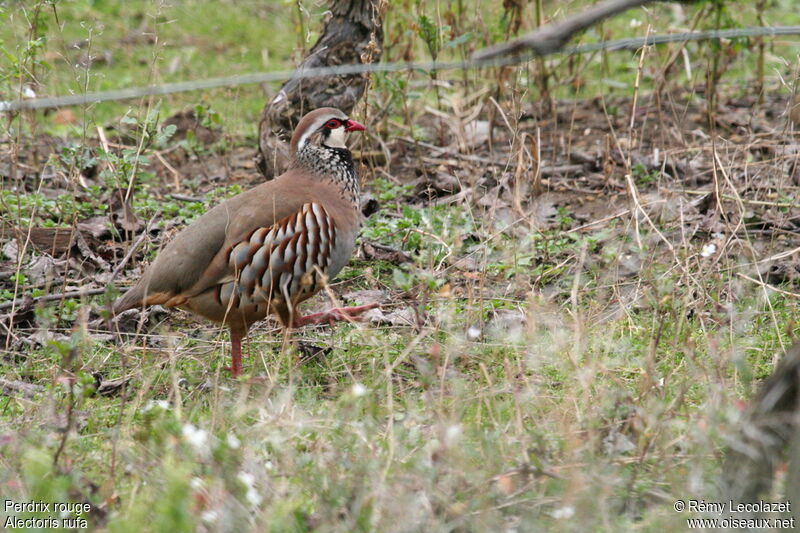 Red-legged Partridge