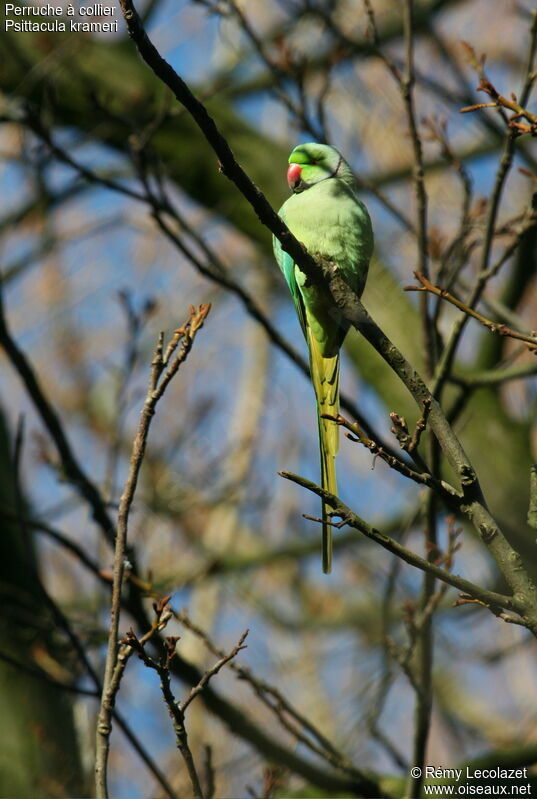 Rose-ringed Parakeet