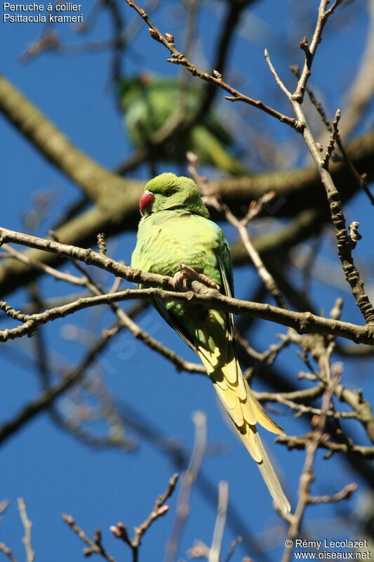 Rose-ringed Parakeet