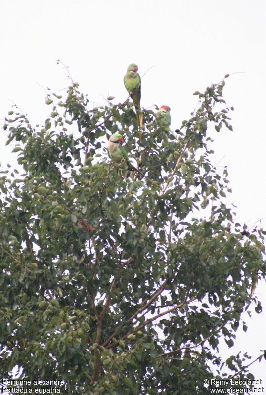 Alexandrine Parakeetadult