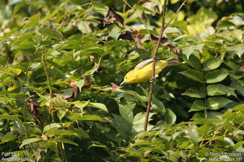 Common Iora