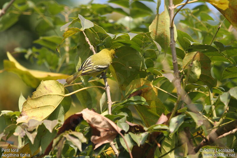 Common Iora