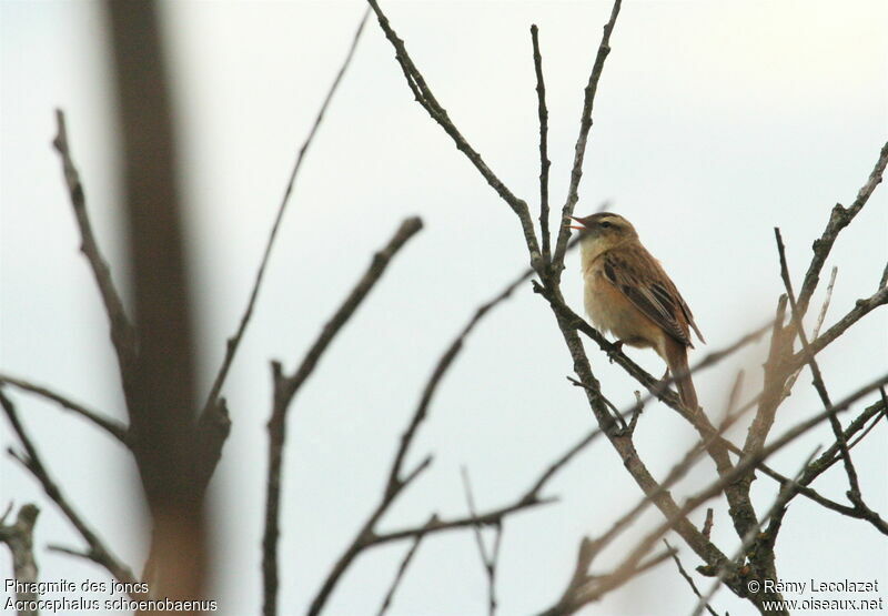 Sedge Warbleradult