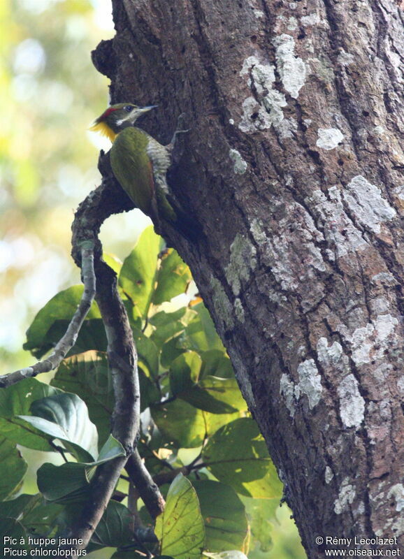 Lesser Yellownape