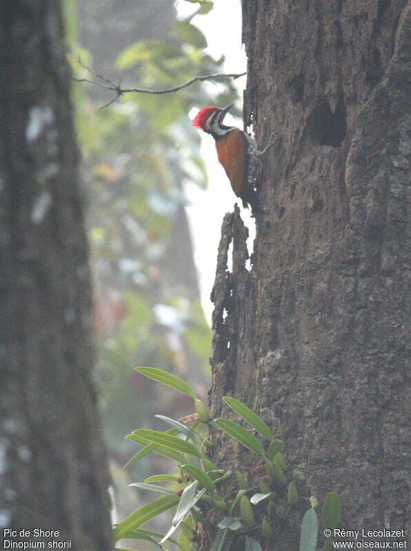 Himalayan Flameback