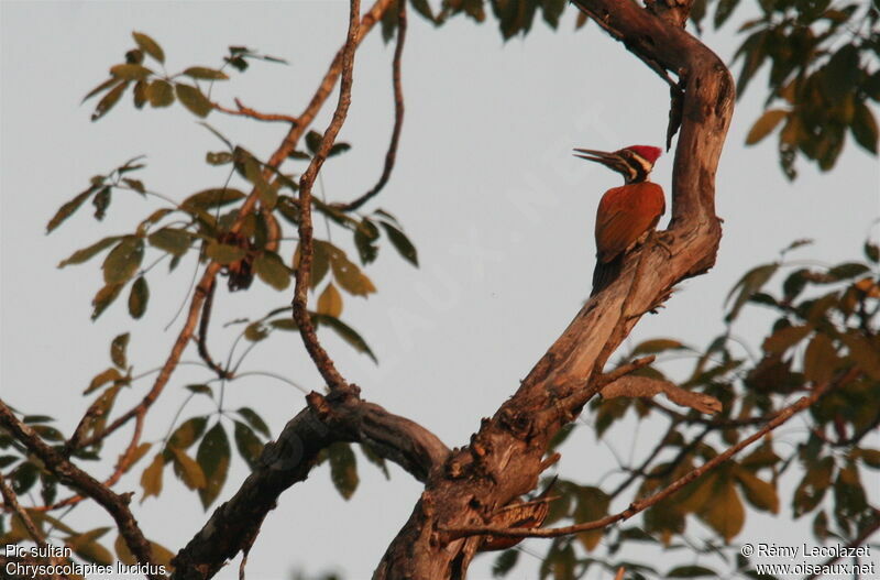 Buff-spotted Flameback male adult