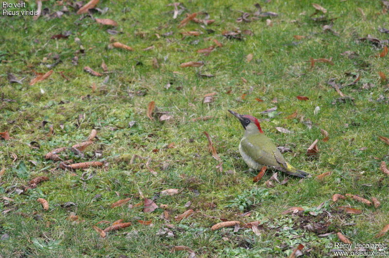 European Green Woodpecker