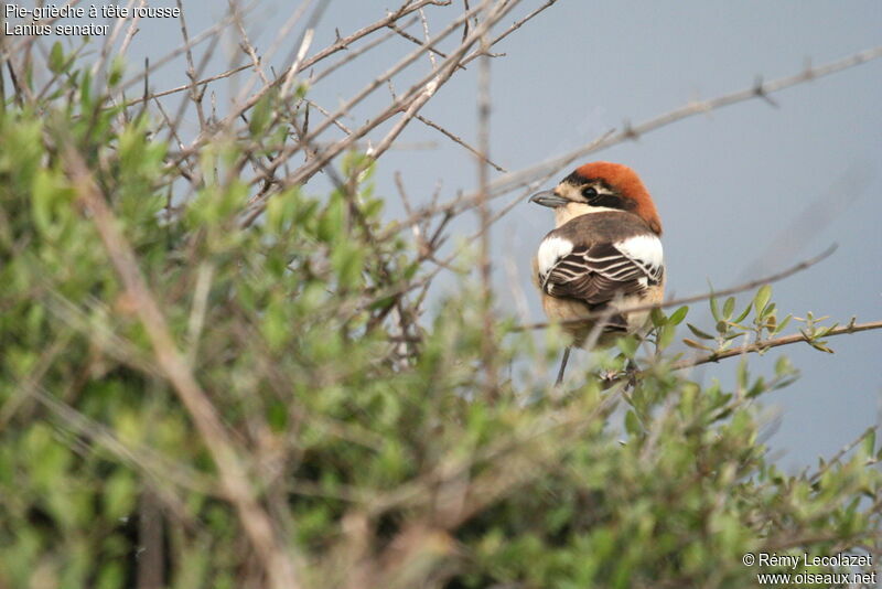 Woodchat Shrike