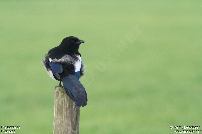 Eurasian Magpieadult