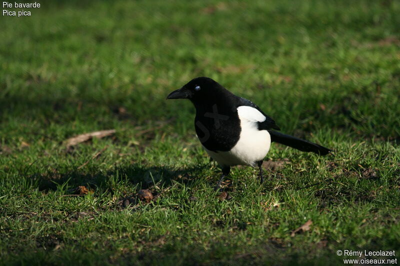 Eurasian Magpie