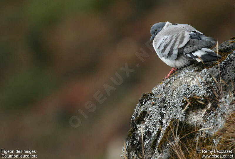 Pigeon des neiges