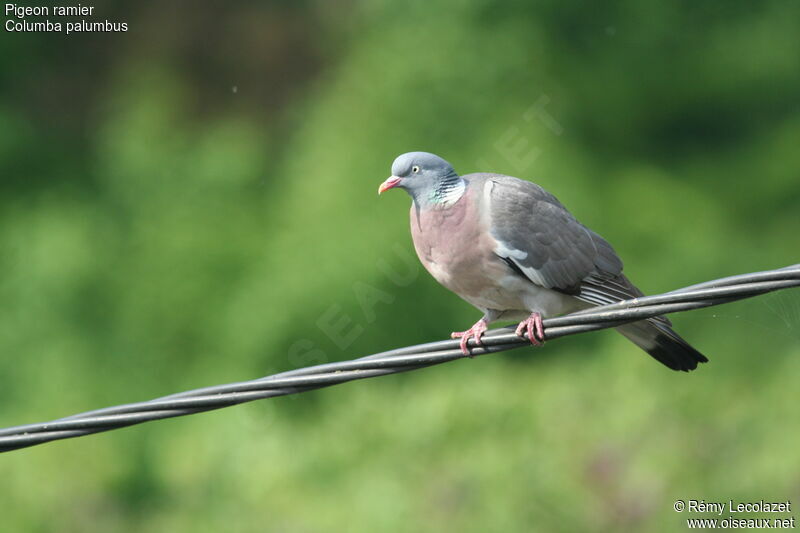 Common Wood Pigeonadult breeding