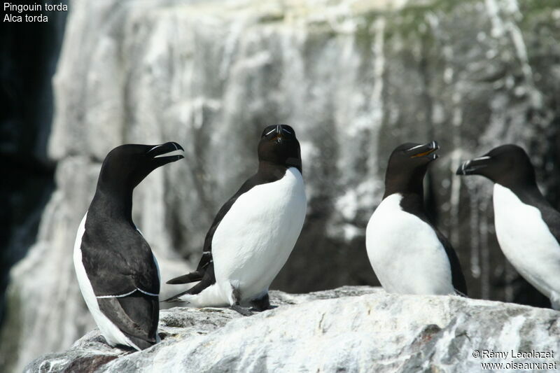 Razorbill