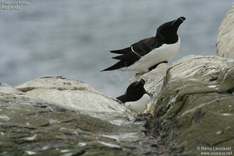 Pingouin torda adulte