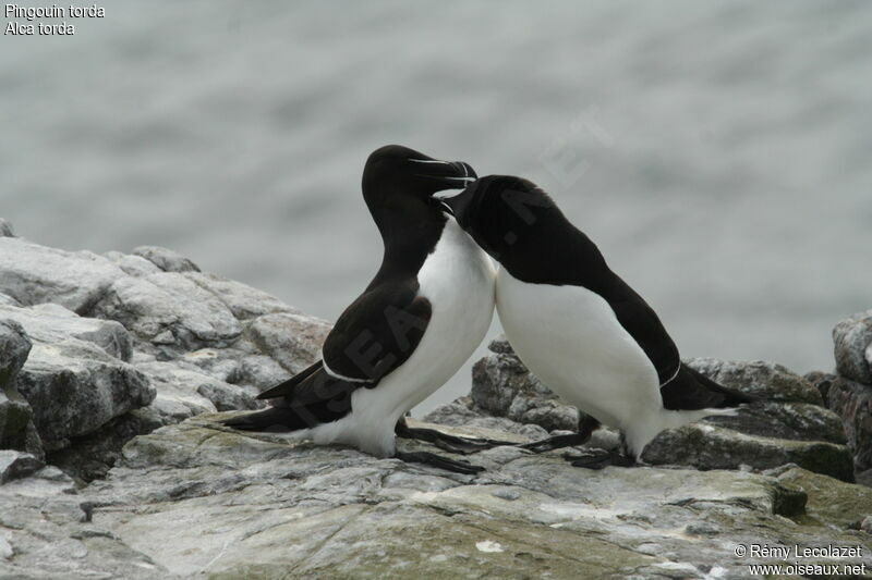 Razorbill adult, Behaviour