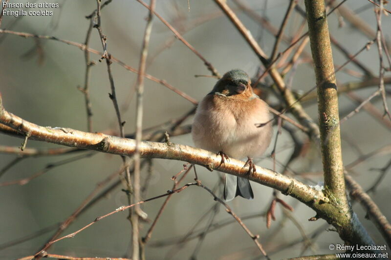 Eurasian Chaffinch