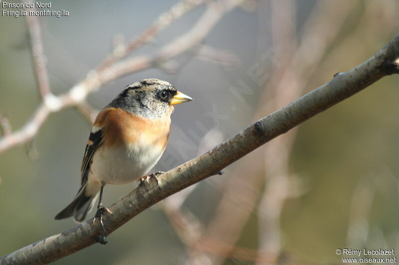 Brambling female adult post breeding