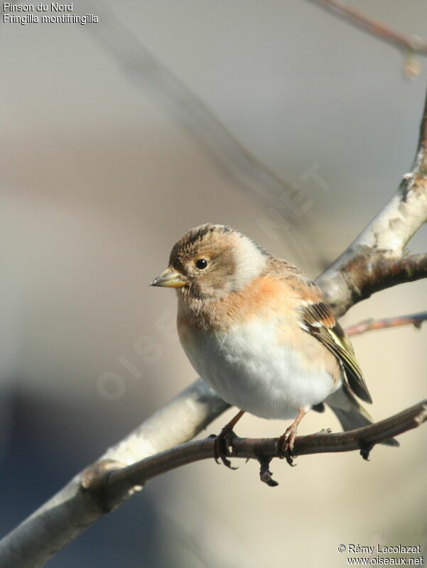 Brambling female adult