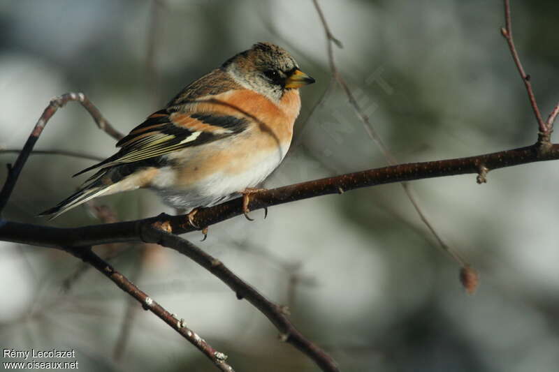 Brambling male