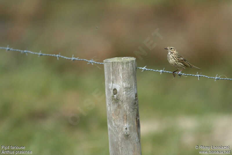 Meadow Pipit