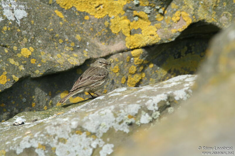 Pipit maritimeadulte nuptial, Comportement