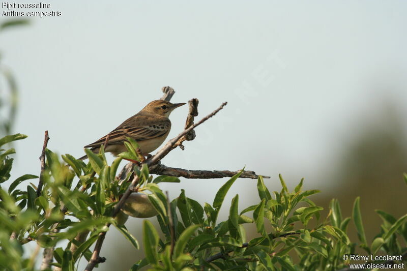 Pipit rousseline