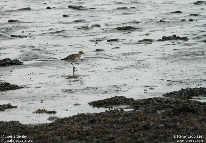 Grey Plover