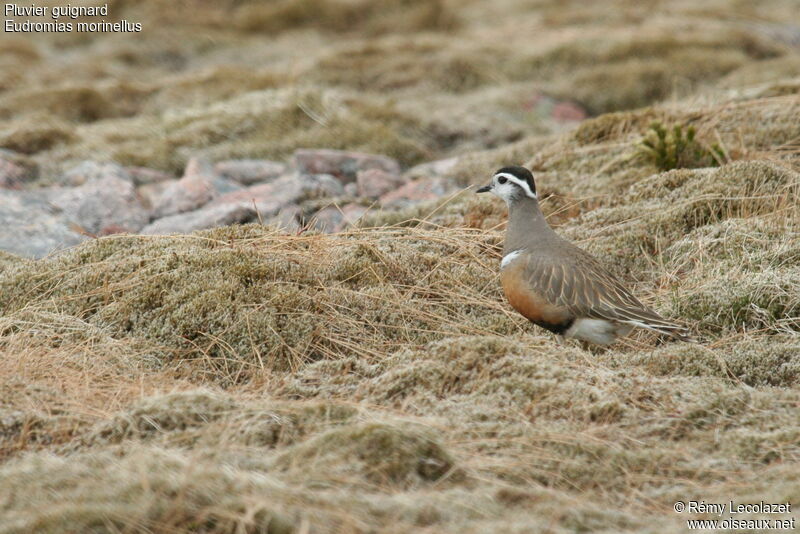 Eurasian Dottereladult breeding