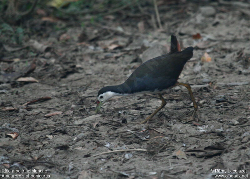 White-breasted Waterhen