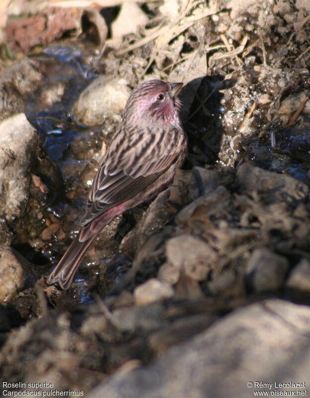 Himalayan Beautiful Rosefinch male adult