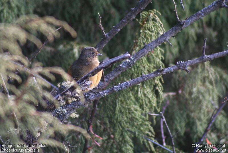 Blue-fronted Redstart female