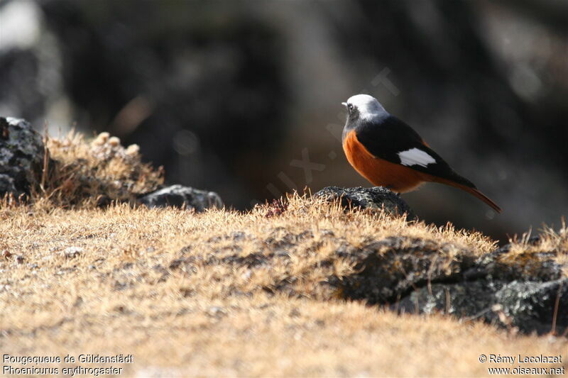 Güldenstädt's Redstart male adult