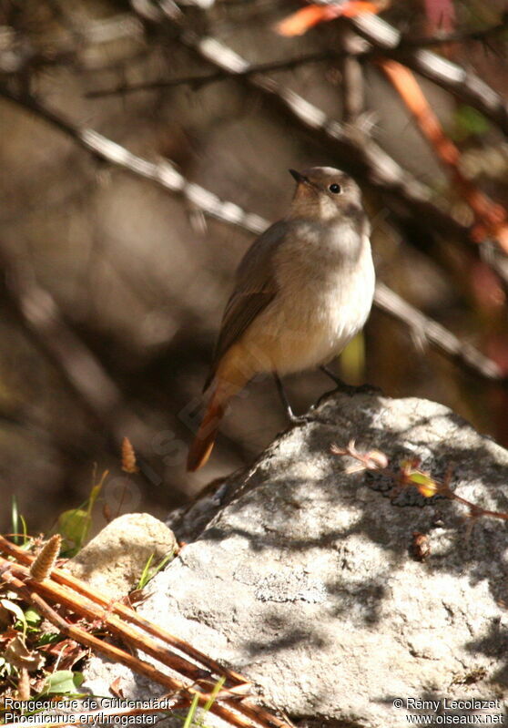 Güldenstädt's Redstart female adult