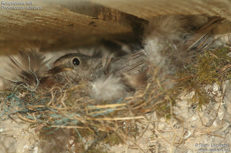 Black Redstart female adult