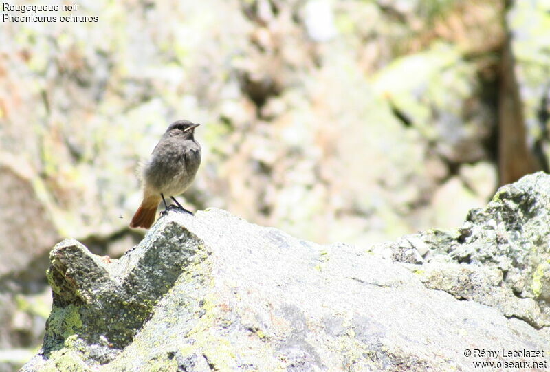 Black RedstartFirst year