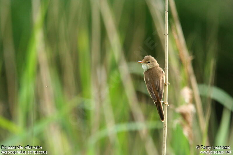 Common Reed Warbler