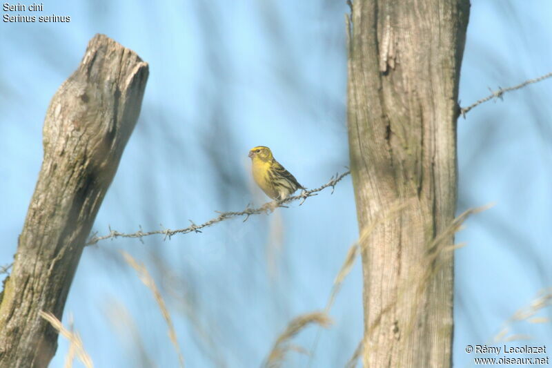 Serin cini mâle adulte nuptial