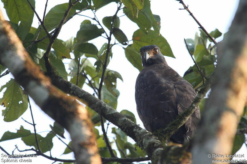 Crested Serpent Eagle