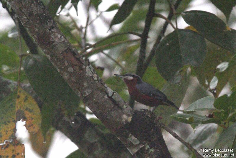 Indian Nuthatch