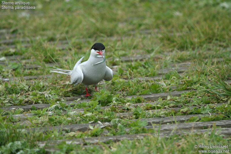 Arctic Ternadult, Behaviour