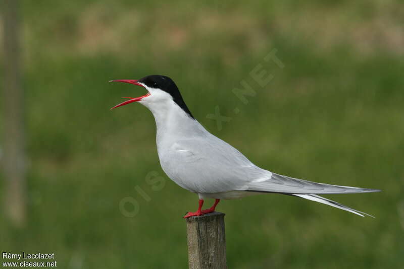 Arctic Ternadult breeding, song, Behaviour