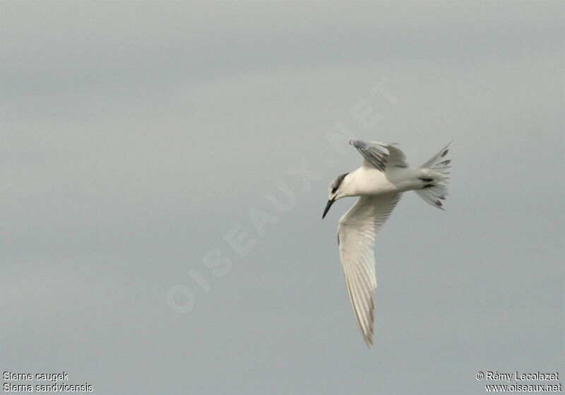 Sandwich Tern