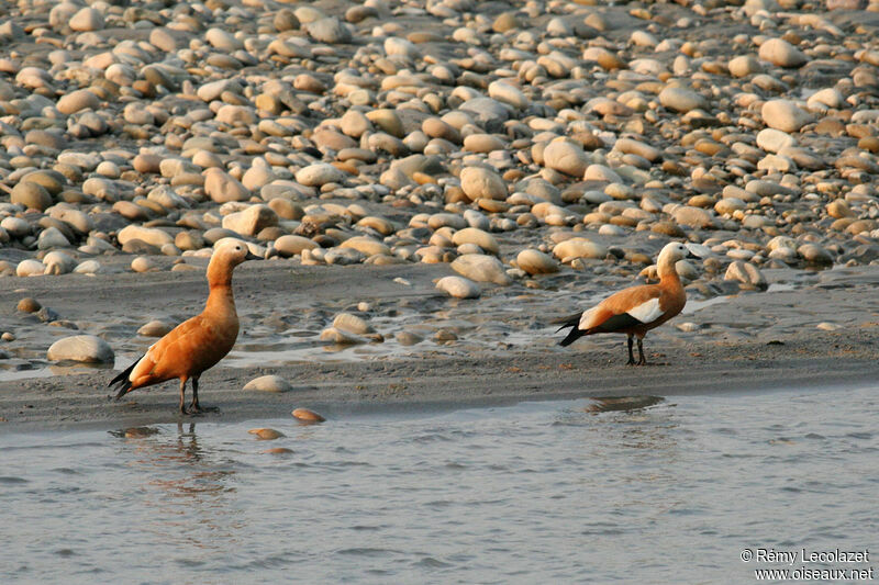 Ruddy Shelduck