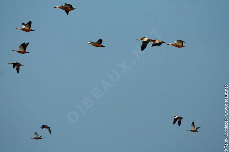 Ruddy Shelduck