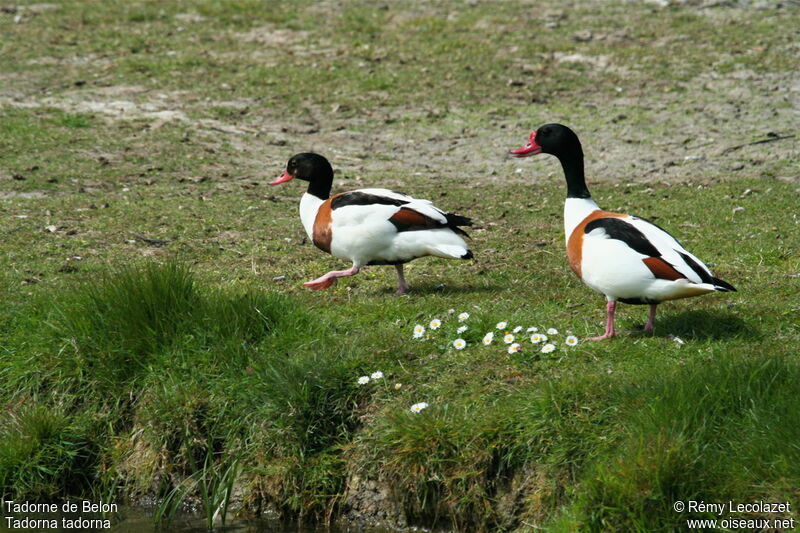 Common Shelduck adult