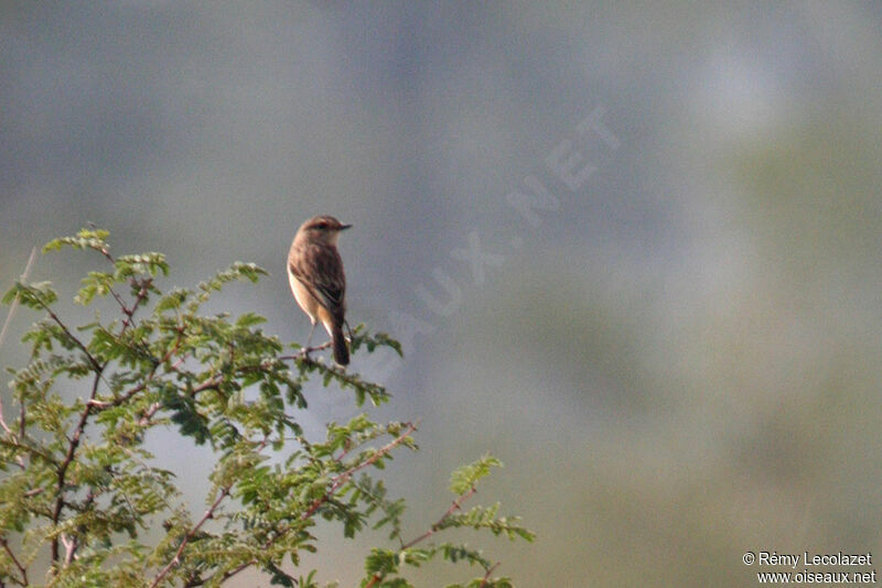 Siberian Stonechat