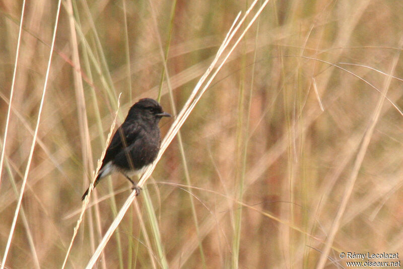 Pied Bush Chat