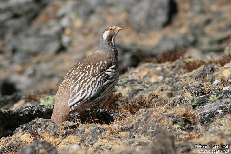 Tibetan Snowcock