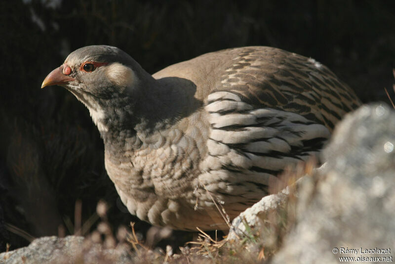 Tibetan Snowcock